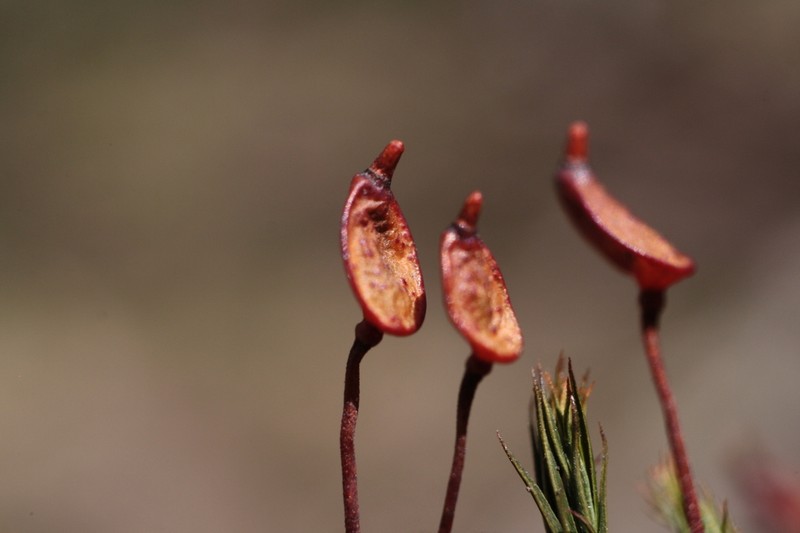 Buxbaumia Moss photo 5