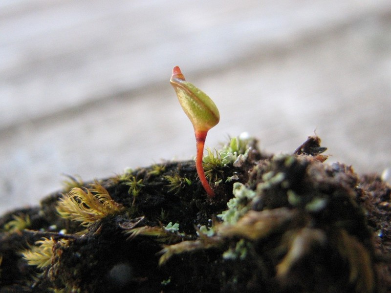 Buxbaumia Moss photo 6