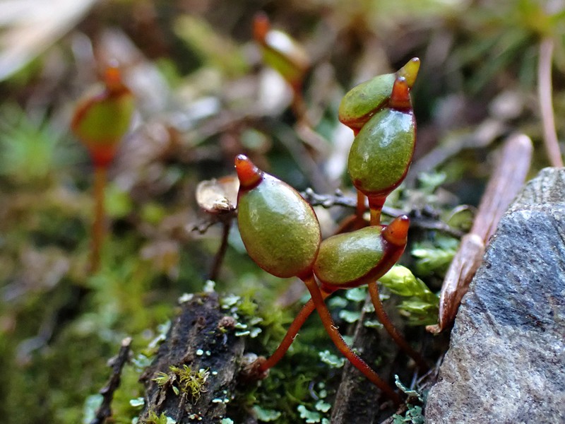 Buxbaumia Moss photo 7