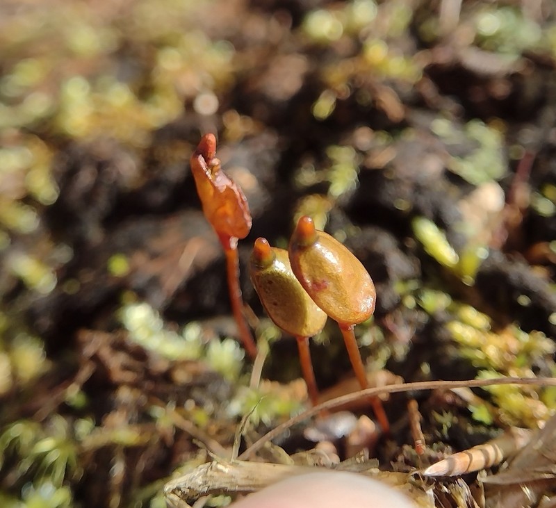 Buxbaumia Moss photo 8