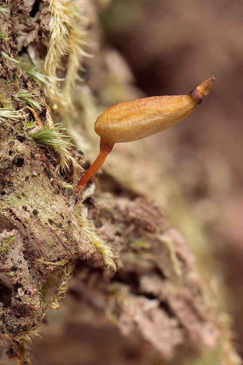 Buxbaumia Moss