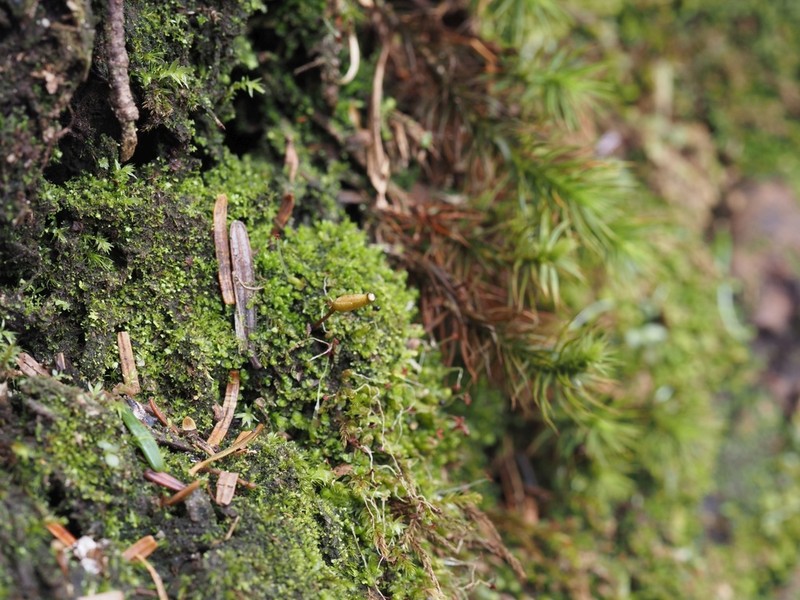 Buxbaumia Moss photo 2