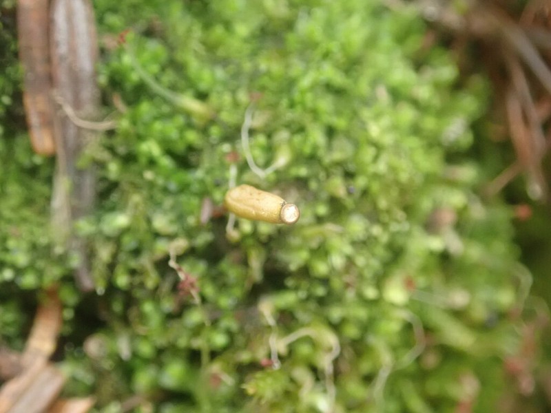 Buxbaumia Moss photo 3