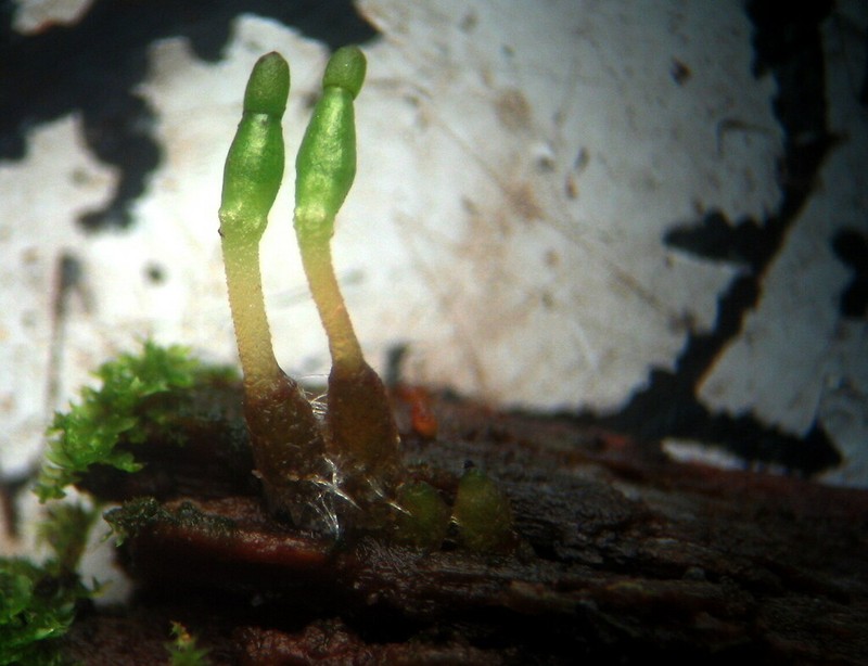 Buxbaumia Moss photo 4