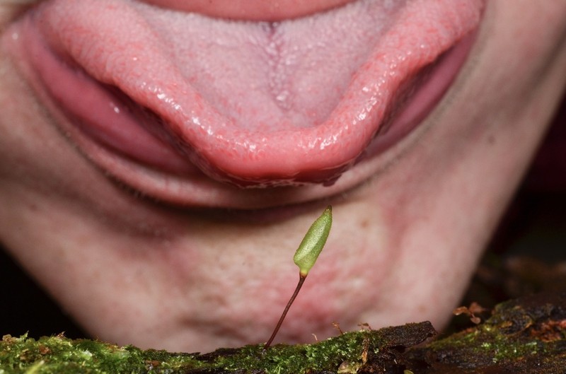 Piper's Buxbaumia Moss