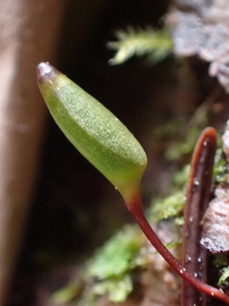 Piper's Buxbaumia Moss photo 2