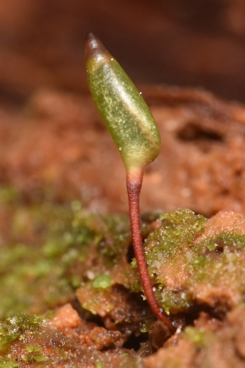 Piper's Buxbaumia Moss photo 3