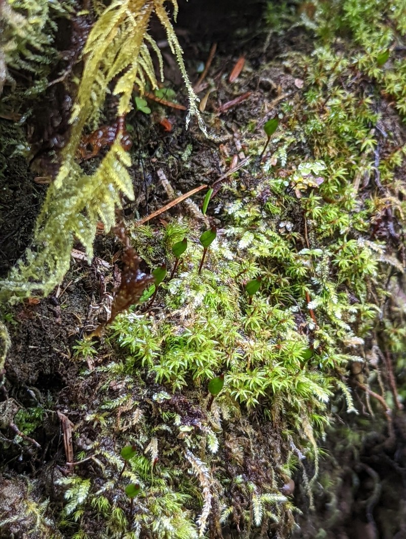 Piper's Buxbaumia Moss photo 4