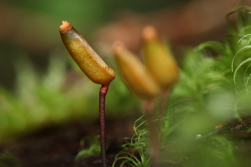 Piper's Buxbaumia Moss photo 5