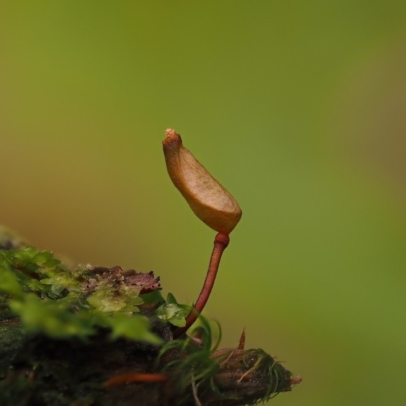 Piper's Buxbaumia Moss photo 6