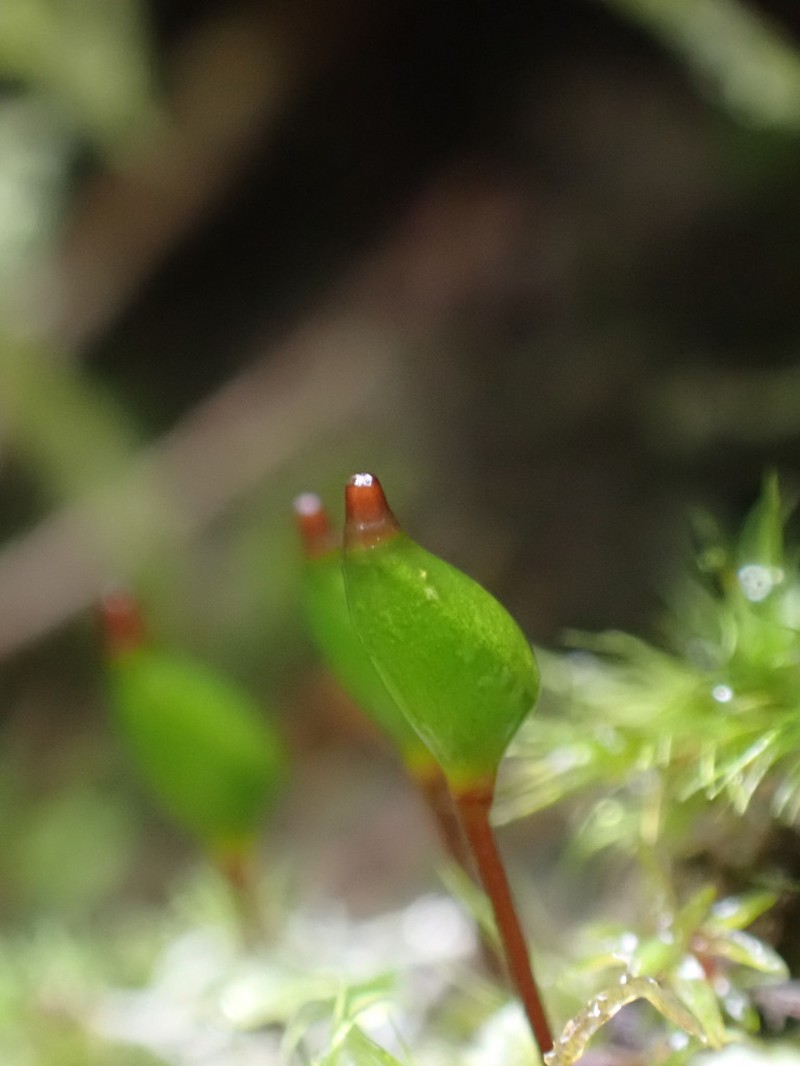 Piper's Buxbaumia Moss photo 7