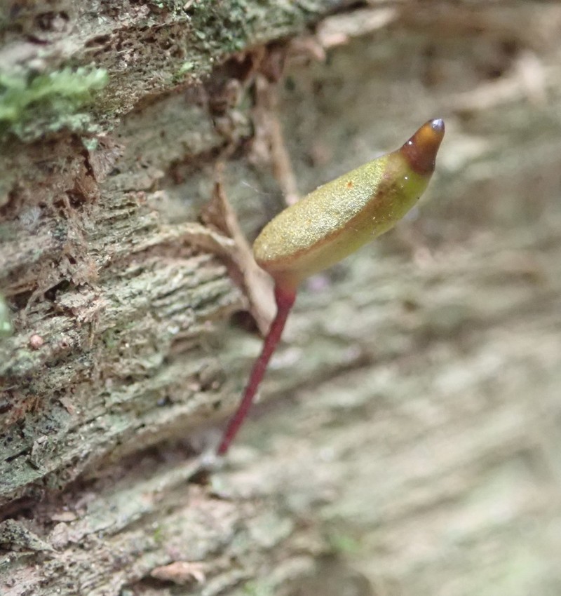Piper's Buxbaumia Moss photo 8