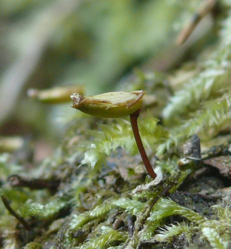 Buxbaumia Moss photo 2