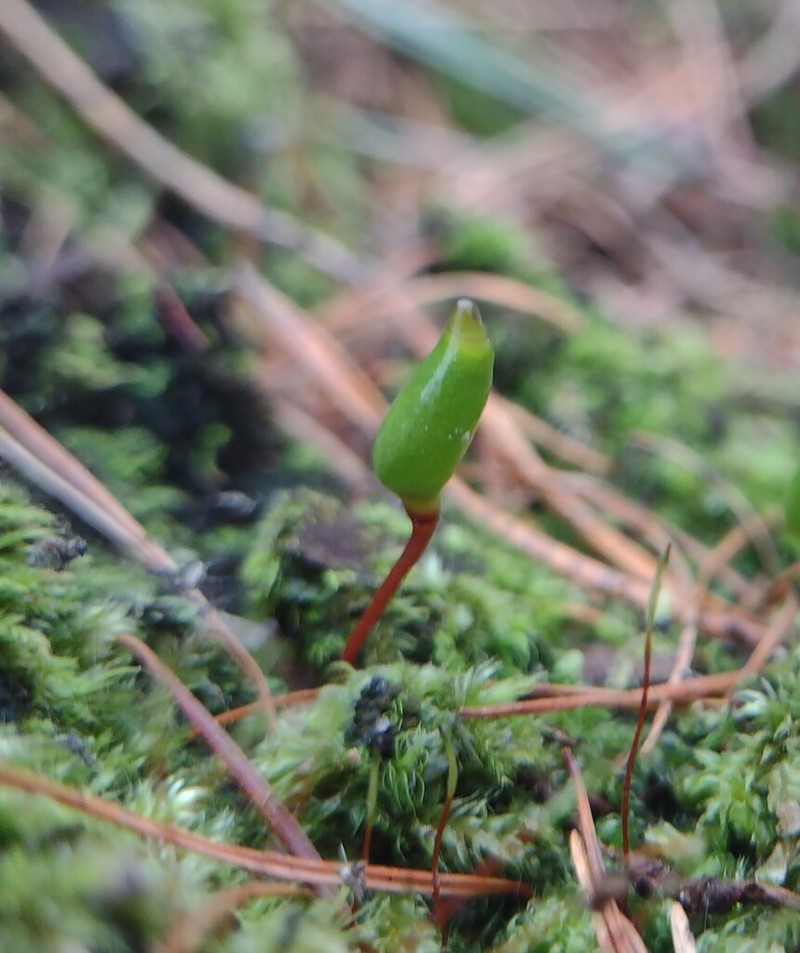 Buxbaumia Moss photo 3