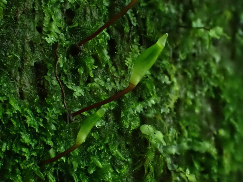 Buxbaumia Moss photo 4