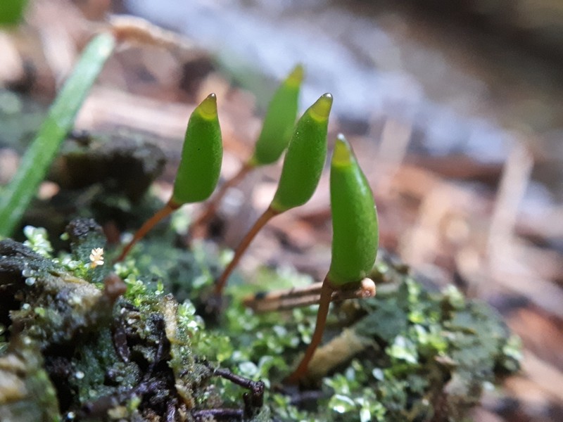 Buxbaumia Moss photo 5