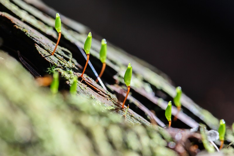 Buxbaumia Moss photo 6