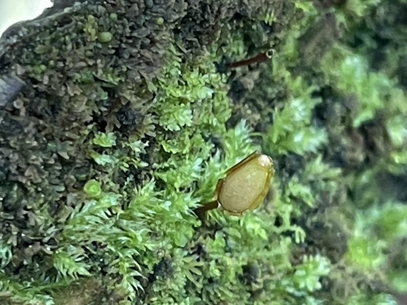 Buxbaumia Moss photo 7