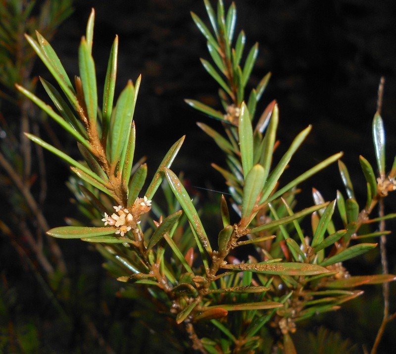 Buxus foliosa