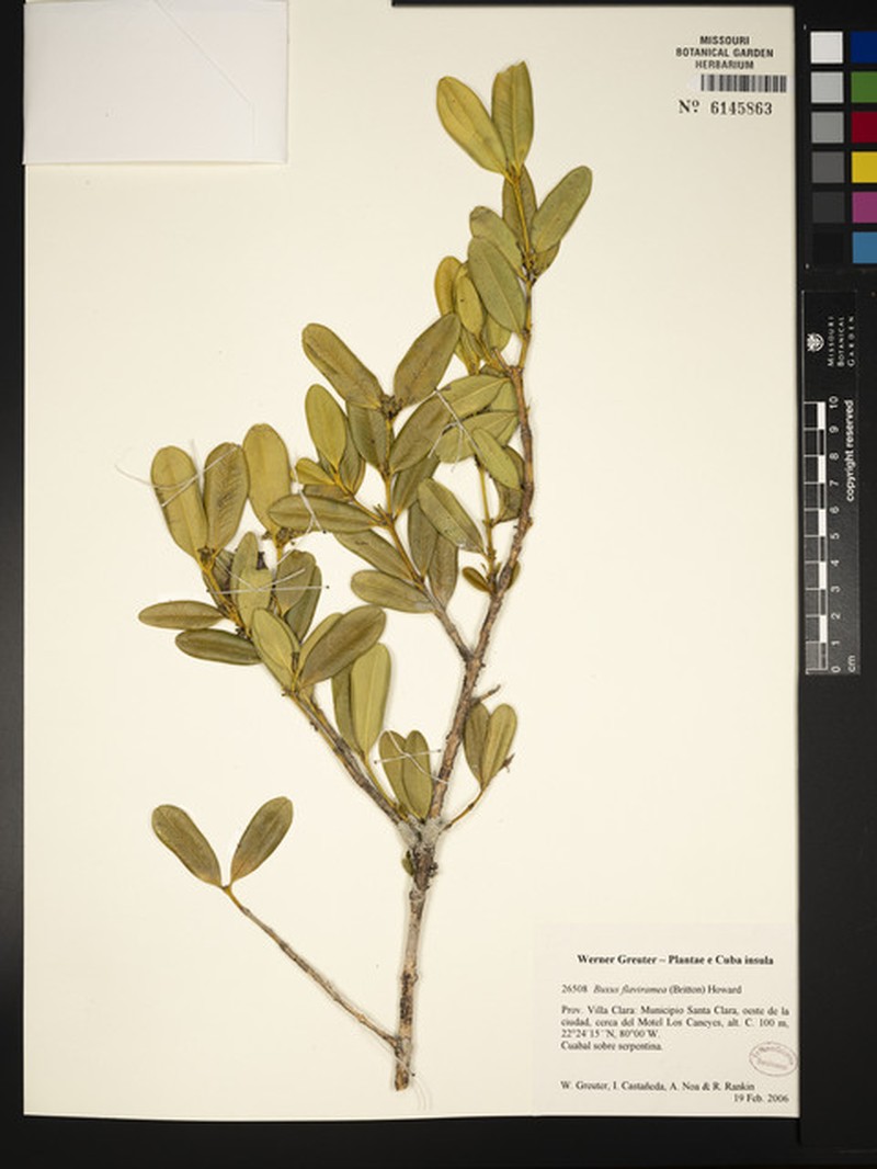 Buxus gonoclada subsp. gonoclada