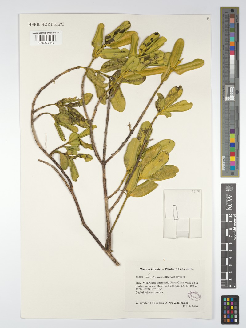 Buxus gonoclada subsp. gonoclada photo 2