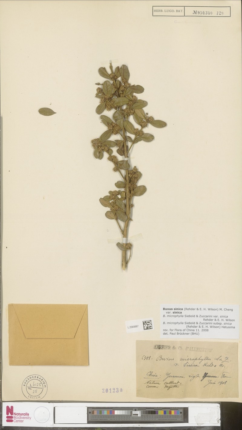 Buxus sinica var. sinica