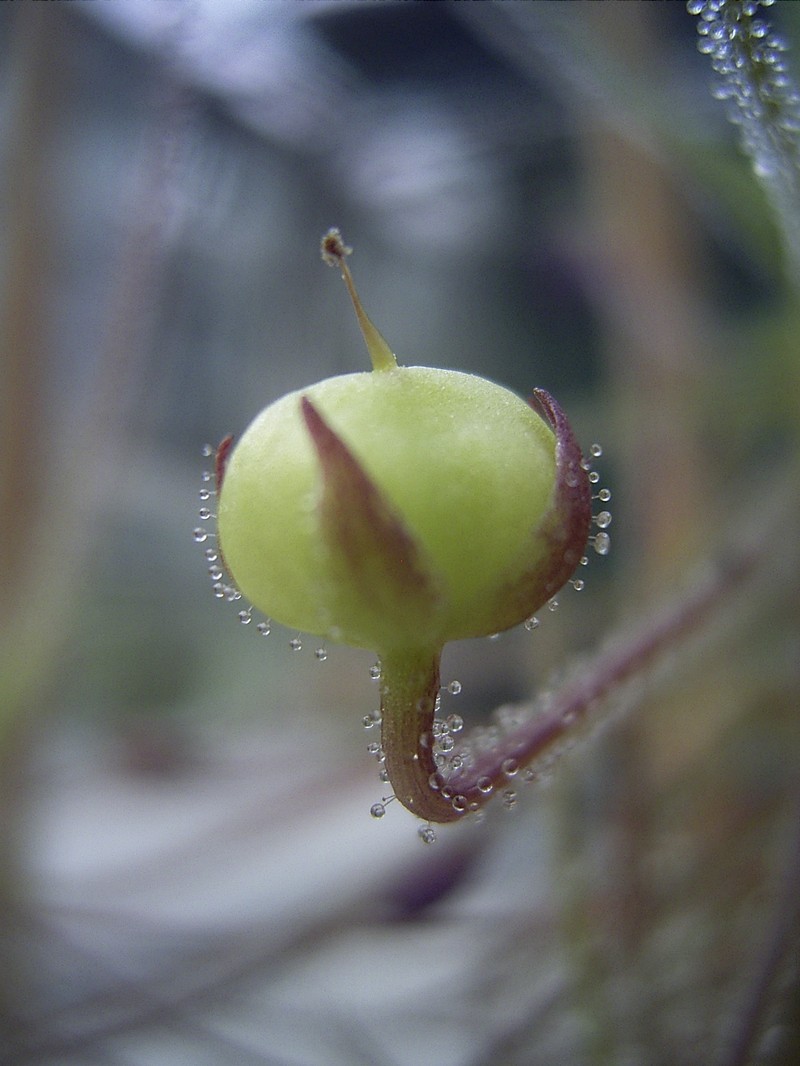 Byblis aquatica photo 3