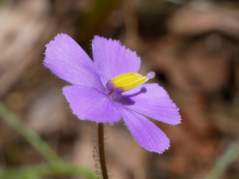 Byblis filifolia photo 2