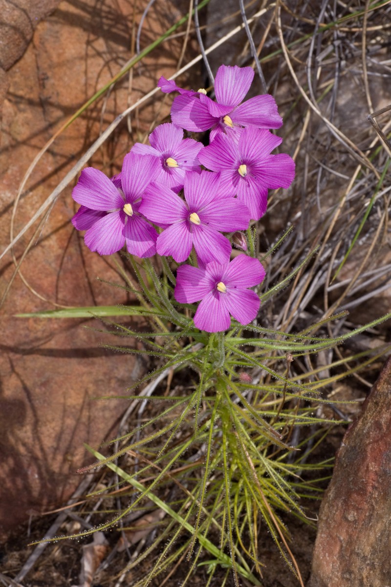 Byblis filifolia photo 3