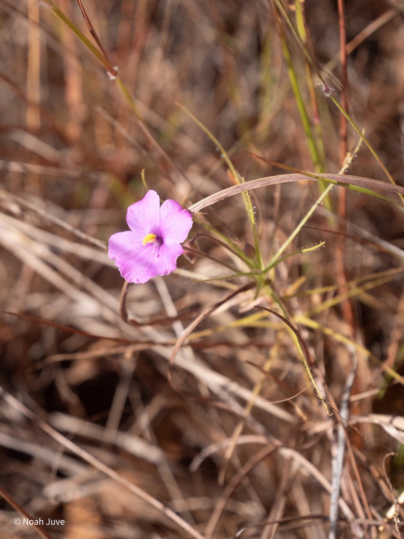 Byblis filifolia photo 4