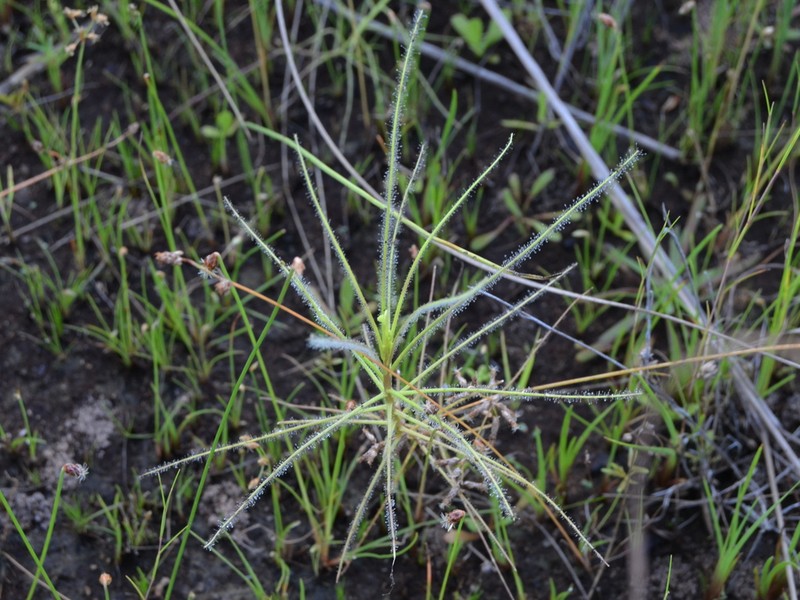 Byblis filifolia photo 5