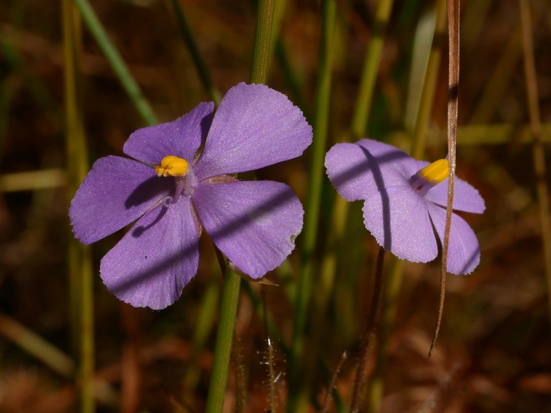 Byblis filifolia photo 6