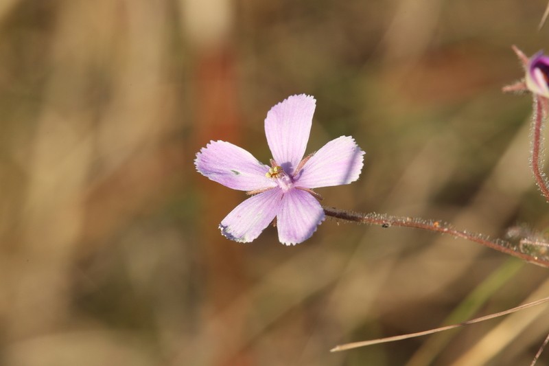 Byblis filifolia photo 7