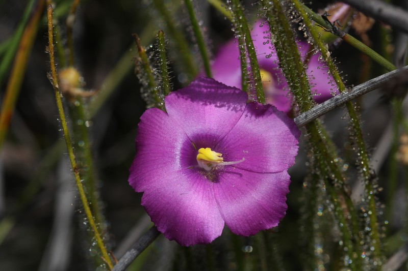 Byblis gigantea photo 3