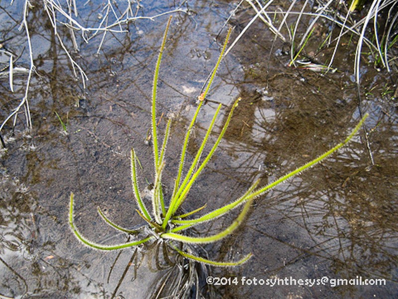 Byblis gigantea photo 4