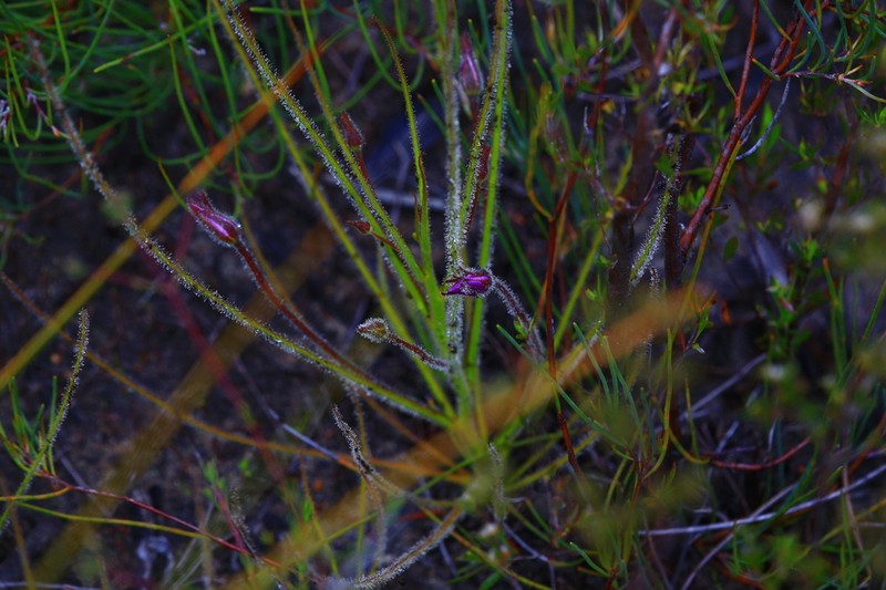 Byblis gigantea photo 5