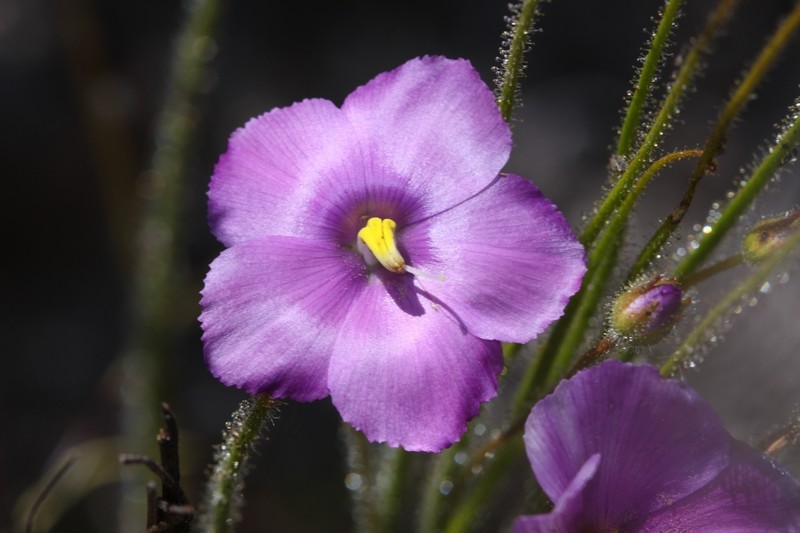 Byblis gigantea photo 6