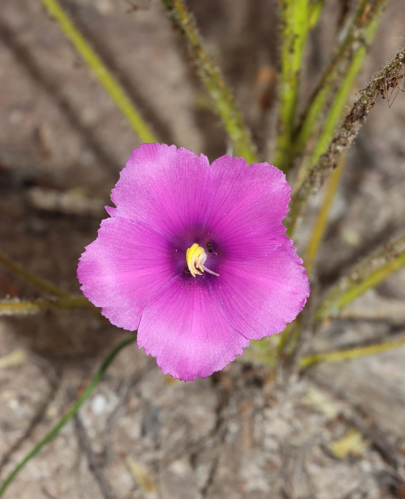 Byblis gigantea photo 7