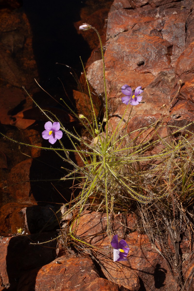 Byblis liniflora photo 2