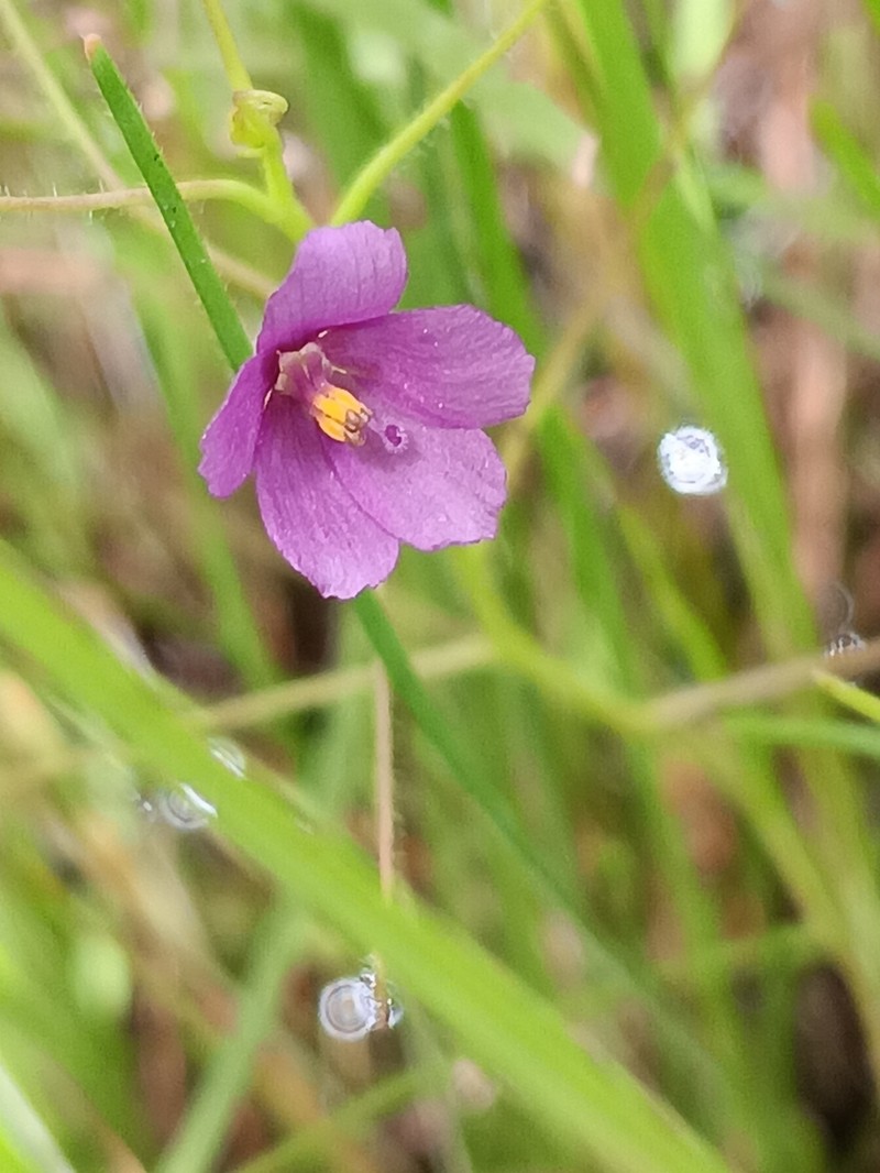 Byblis liniflora photo 3