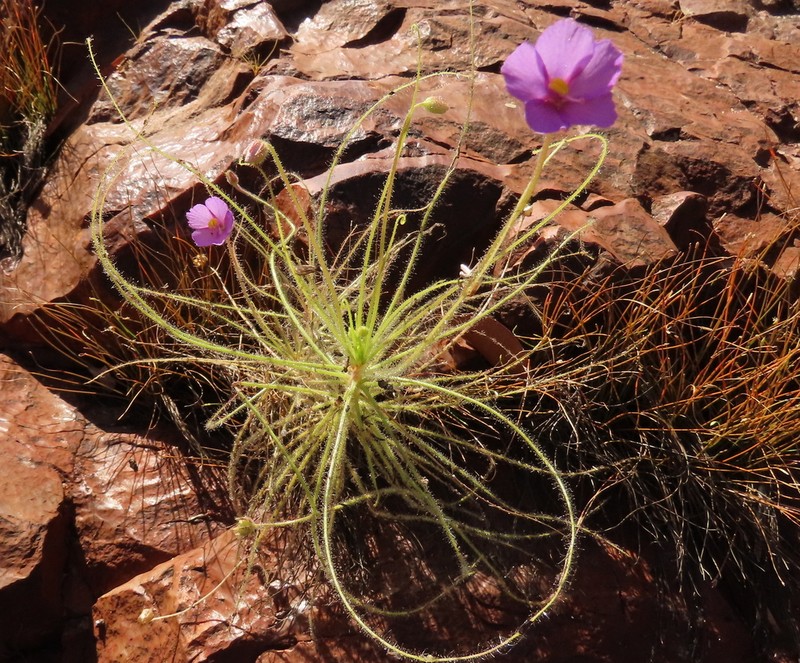 Byblis liniflora photo 4