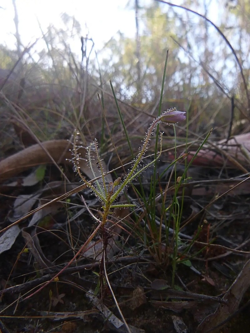 Byblis liniflora photo 5