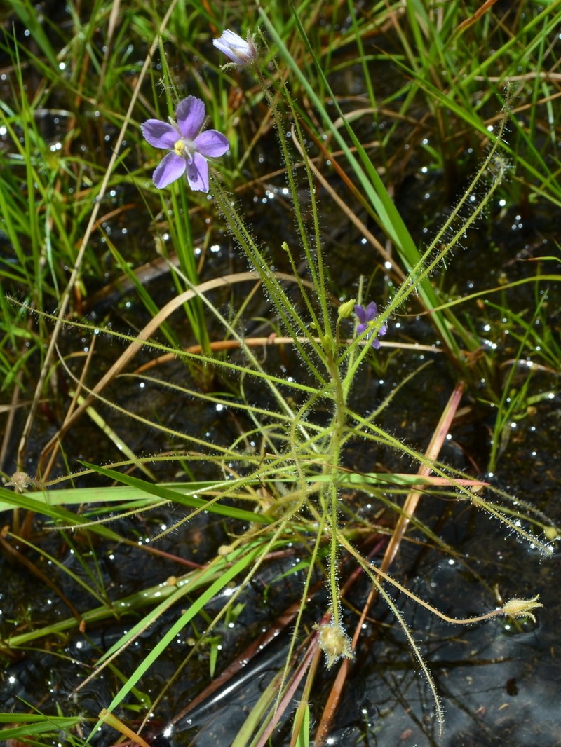 Byblis liniflora photo 6