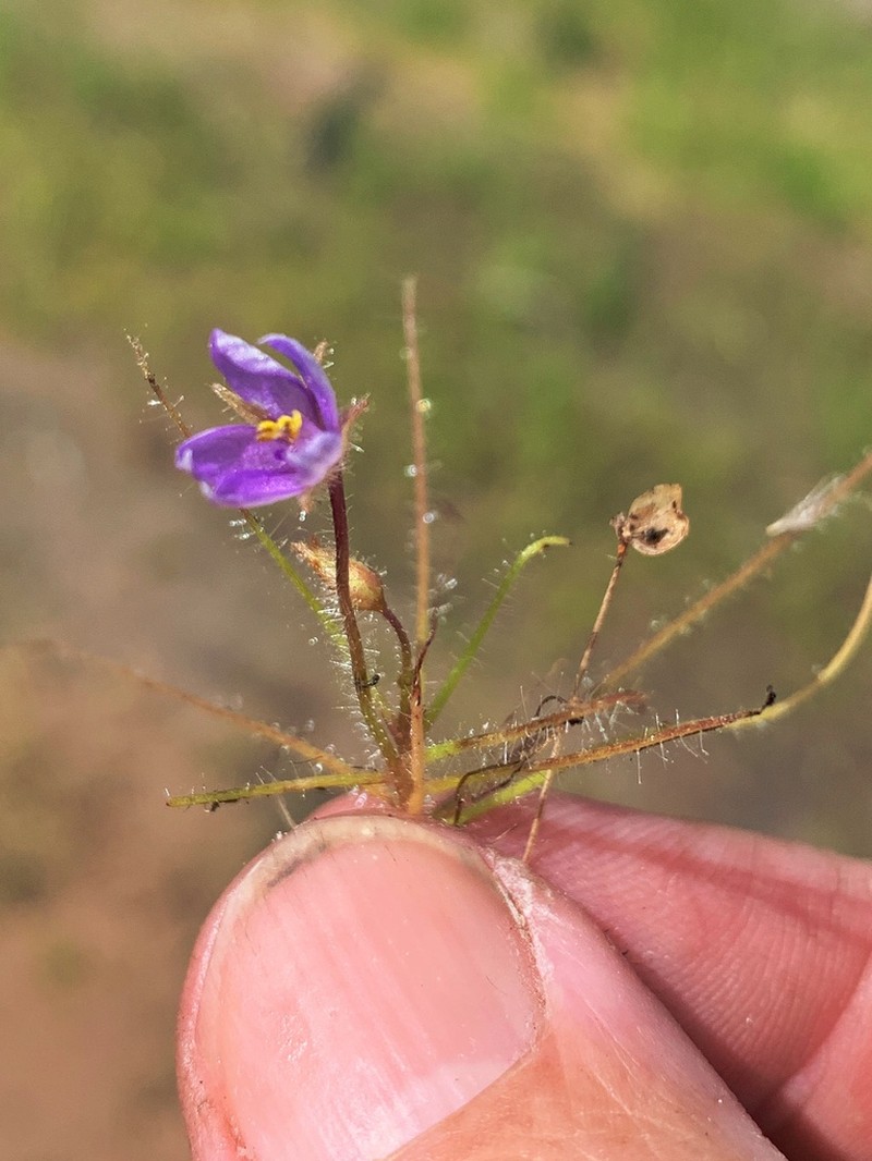 Byblis liniflora photo 7
