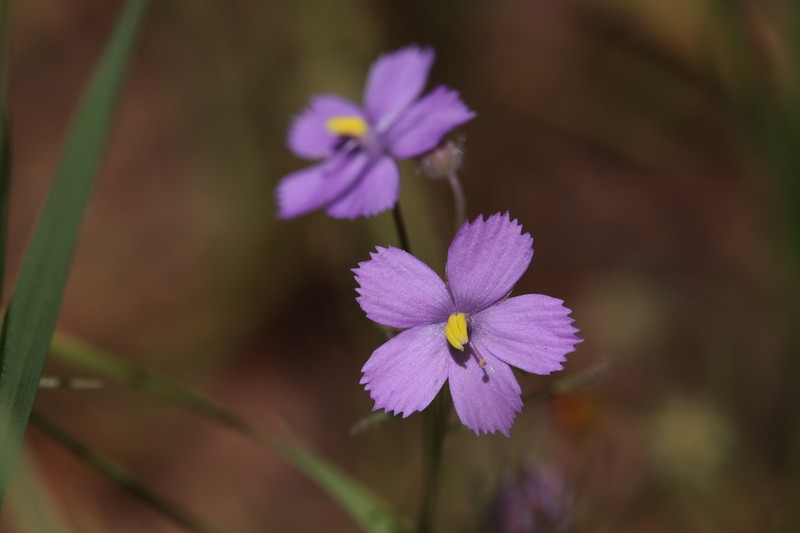 Byblis rorida photo 2