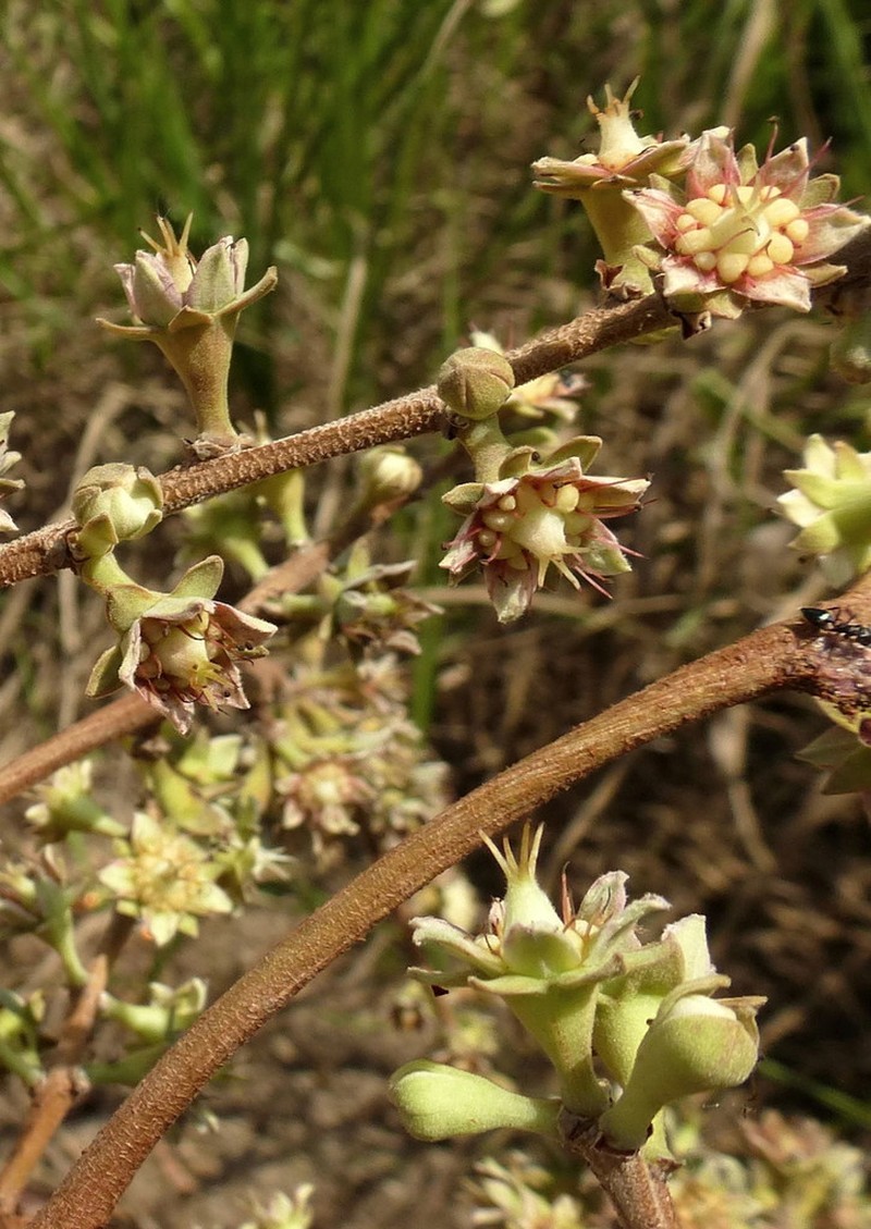 Byrsanthus brownii photo 3