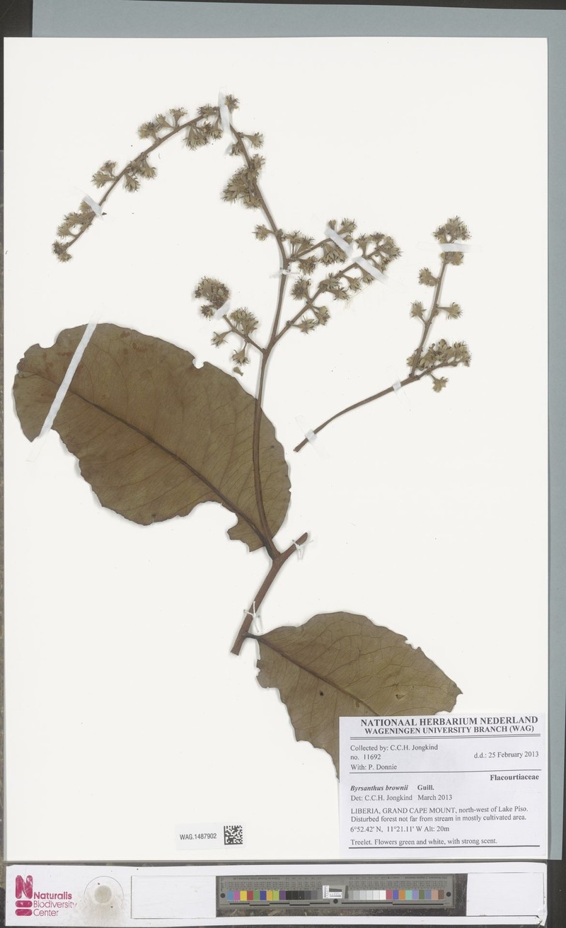 Byrsanthus brownii photo 5
