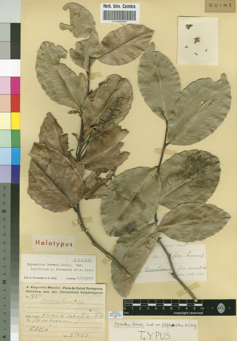 Byrsanthus brownii