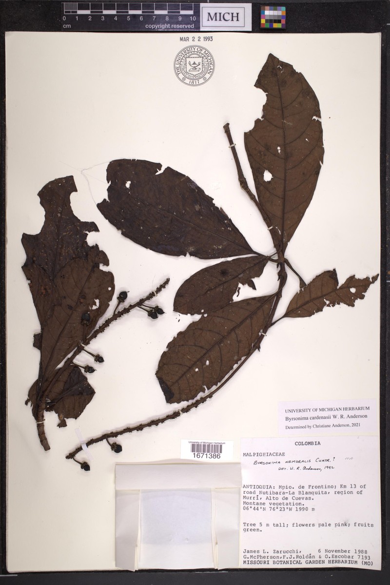 Byrsonima cardenasii photo 2