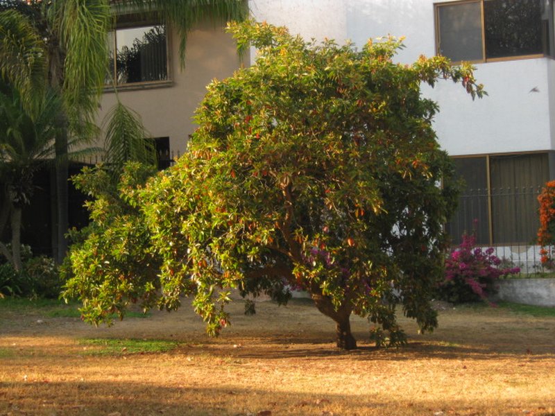 Maricao Cimun photo 2